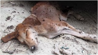 DYING BABY DOG COVERED IN FLIES IS RESCUED IN INDIA