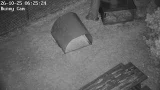 DrFox2000 - LIVE 24/7 live webcam