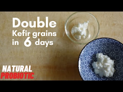 Double Kefir grains in 6 days