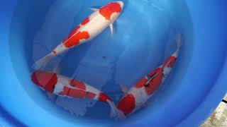 video van Meerstaps Sanke 1811002