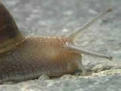 Lumaca,beata lentezza - Snail,Blessed slow