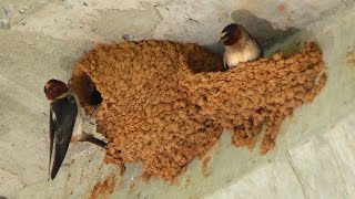 How To Prevent Swallows From Building Nest On Your Porch