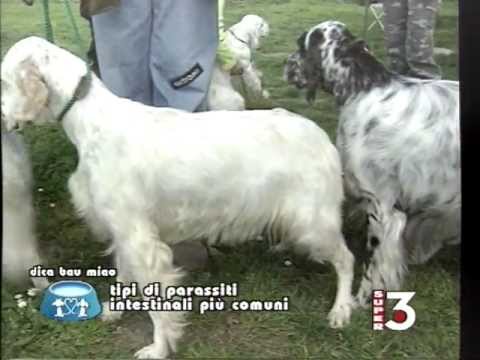 Ikha un calla su un lyambliya Immagazzinare dellanalisi su helminths