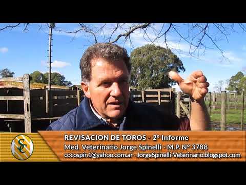 Dr. Jorge Spinelli - Revisación de Toros   2° Informe