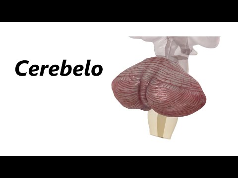 3D Anatomy of the Cerebellum