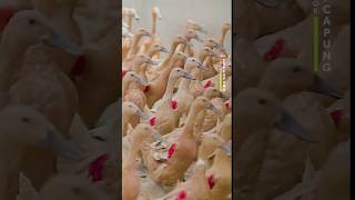 Download lagu TIPS TERNAK BEBEK BIAR BANYAK PANEN TELUR mp3