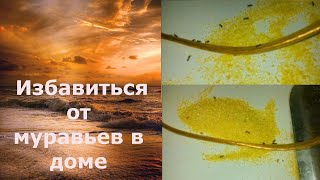 Как собрать муравьев для лекарства