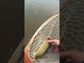 Video Thumbnail for Catching Walleye On Cheap Micro Crank Baits