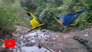 Download lagu SUARA PIKAT BURUNG RAMBATAN PARUH MERAH (RPM) DAN SOGON RIBUT !!!! mp3