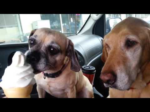 Cooper Loves Ice Cream