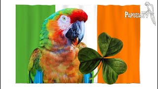 Ara shamrock. Hybrydy - szansa czy zagrożenie