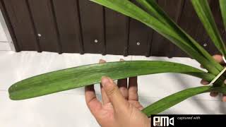 Lan rừng kiếm Vàng Tây Ninh - Phi điệp nụ phiên tối 26-4-2021 em Ngọc Sđt 0962237739