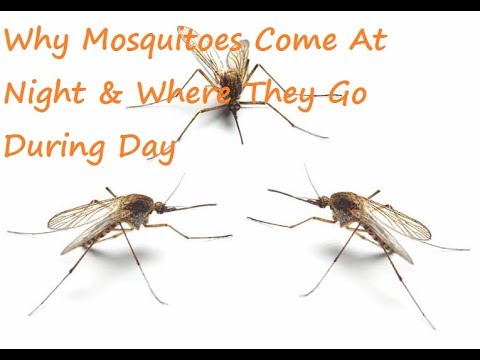 3rd YouTube video about are mosquitoes active at night