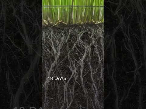 Underground Grass Growth Revealed! 🌱⏳ | Lapse & Light