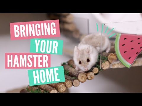 Bringing home your Hamster | What to expect!