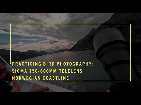 Bird photography with Sigma 150-600mm telelens - Sailing Norwegian coastline on the MS Havila Castor