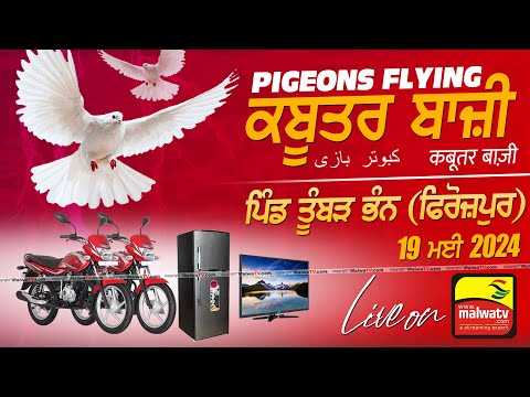 🔴[LIVE] Kabootar Bazi / कबूतर बाजी / ਕਬੂਤਰ ਬਾਜ਼ੀ / Pigeon Flying / TUMBER BHAN (Firozpur) 19 May 2024