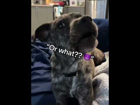 Dog understands English #dogs #funnyvideos #dog #fyp #funnydog