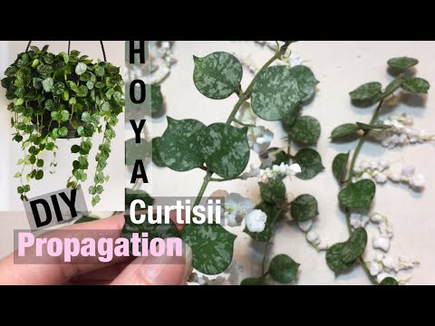 , title : '🇨🇦 How to make propagation in perlite roots for Hoya Curtissii Cách làm ra rễ Lan cẩm cù'