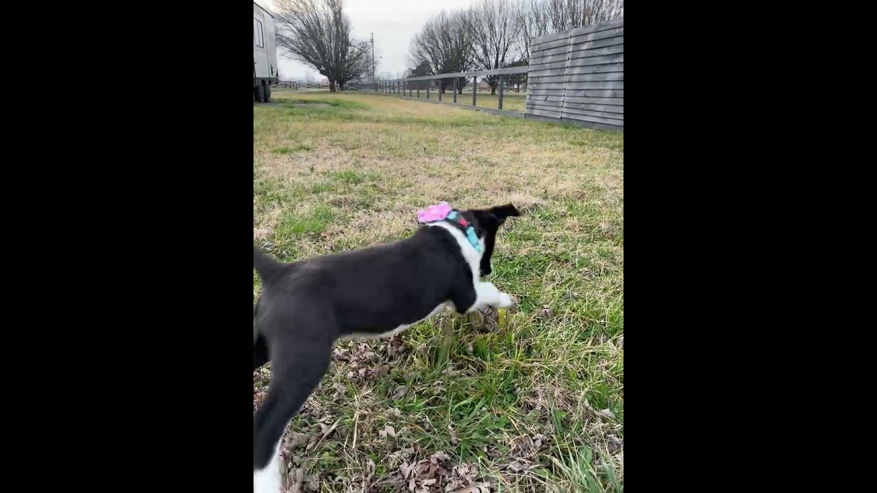 Enlarge Hope - Pending Adoption, an adopted mixed breed in Franklin, TN video 6/6