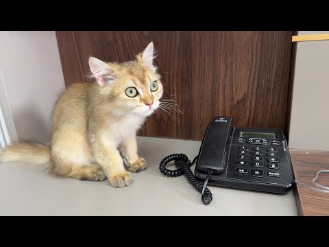How does the lovely kitten react when the phone rings? That's hilarious😂