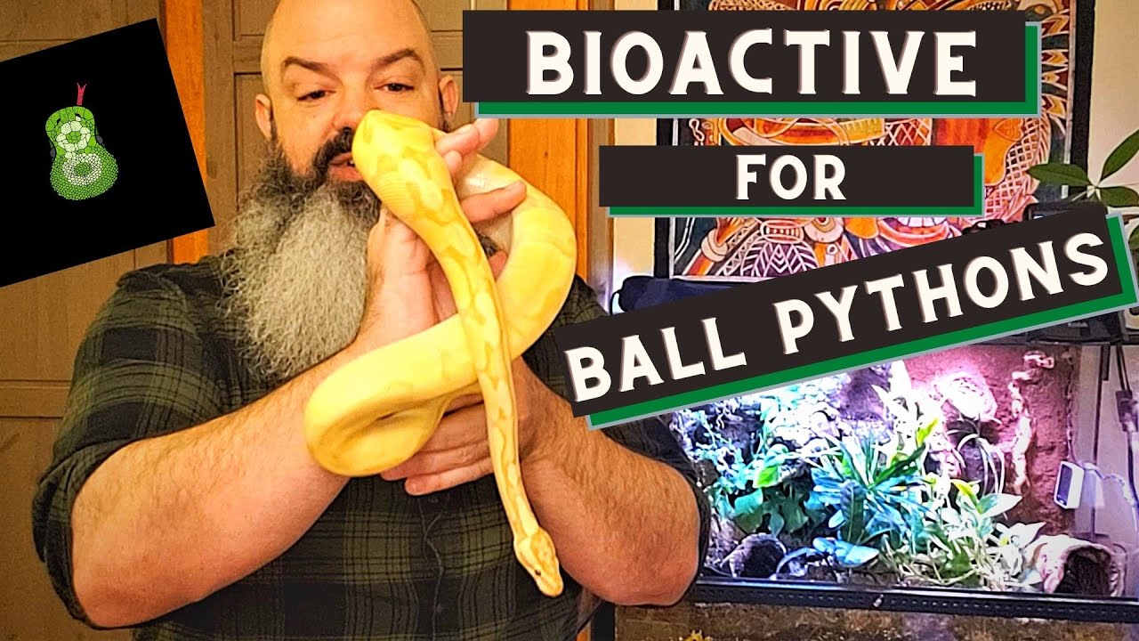 Bioactive Ball Python Setup: how to make it successful