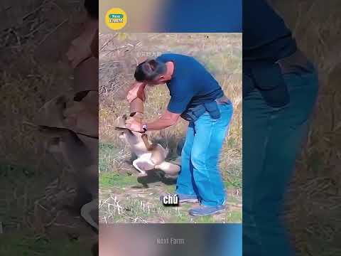 Bậc Thầy Hỗ Trợ Động Vật Hoang Dã Và Quy Trình Xử Lý Lon Sắt!