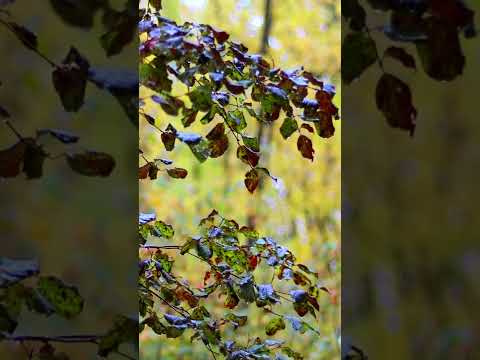 Relax For A Minute - Autumn Rain In The Forest 🍂
