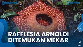 Bunga Rafflesia Arnoldi Ditemukan Kembali Mekar di Hutan Saniangbaka, Punya Diameter 72 Cm