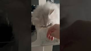 「こつん」と挨拶する愛娘(猫)が可愛すぎる