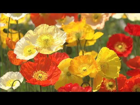 アイスランドポピー 植物