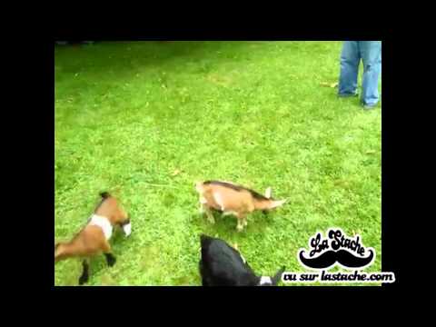 , title : 'Des bébés chèvres jouent à saute mouton hhhhh'