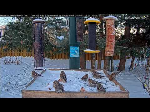 Redpolls Flock In Numbers To Ontario Feeders – Jan. 19, 2021