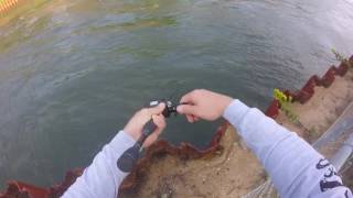 Black Fishing Point Pleasant Canal (Tautog) 10/2016