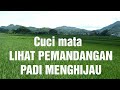 Cisalak Kecamatan Cihampelas Bandung Barat Sawah Menghijau Luar Biasa Indah