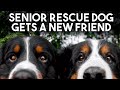 Senior Rescue Dog Gets A New Friend Happy Ending