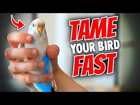 How to Tame Your Bird Really Fast | EVERYTHING You Need to Know