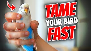 How to Tame Your Bird Really Fast | EVERYTHING You Need to Know
