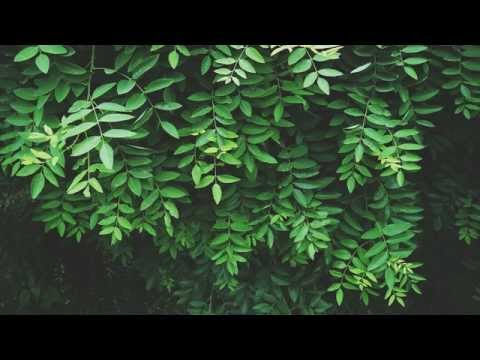 Relaxing Jungle Sounds Tropical Amazon Rainforest With Thunder