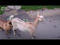 Dog Goat Love
