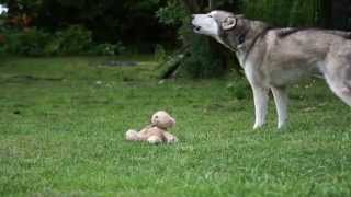 Silver and Laki: teasing