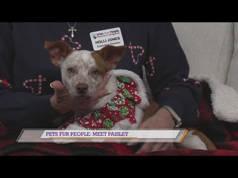 Pets Fur People: Meet Paisley - YouTube