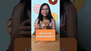 fakta kucing norwegian forest! #kucing #catlovers #kucingnorwegianforest