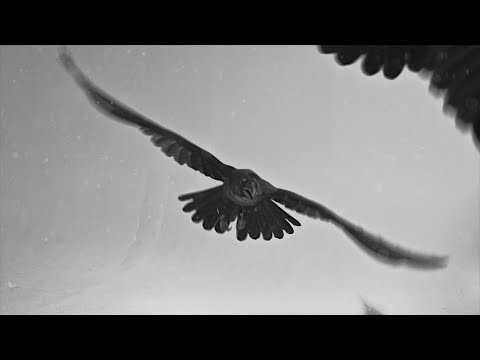 Gràb - Nachtkrapp (Official Music Video)