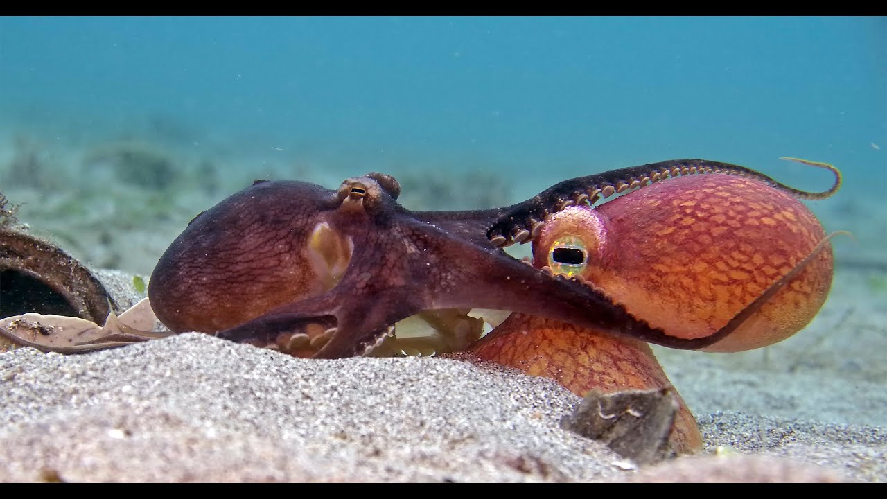 Robotic Spy Octopus Lends a Helping Tentacle #hoppers