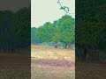 Rakh De Mujhko Tu Apna Deewana Karke Short Video