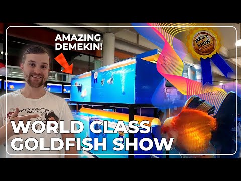 Goldfish SHOW | Ranchu | Demekin | Ryukin | Walk around tour Pt.2