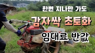감자싹 초토화 시키는 기계 , 임대료도 반값 감자 수확