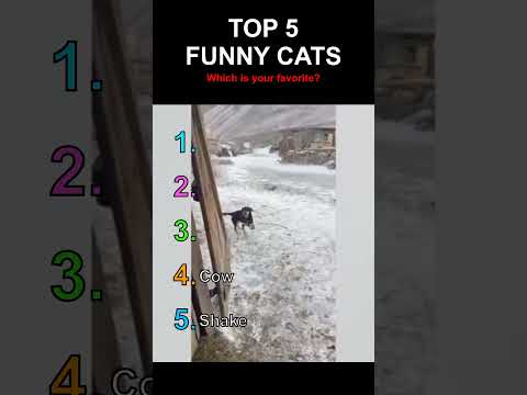 Top 5 des chats les plus drôles