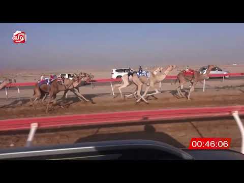 ش 20 (بحر) لـ العمده احمد 2:11:13 , شارة الصندوق 2026/06/13 فطامين الوقن    